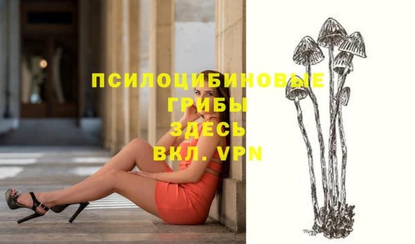 стаф Осинники